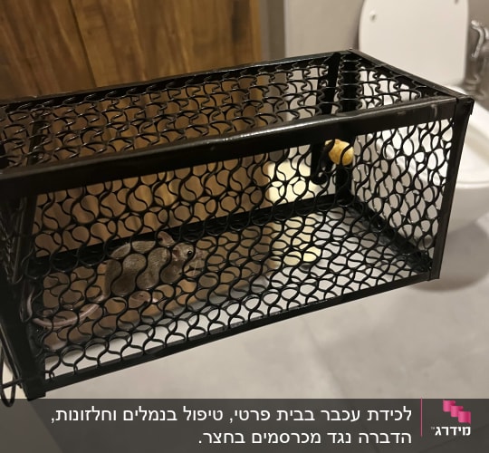 מלכודת עכברים עם עכבר בפנים